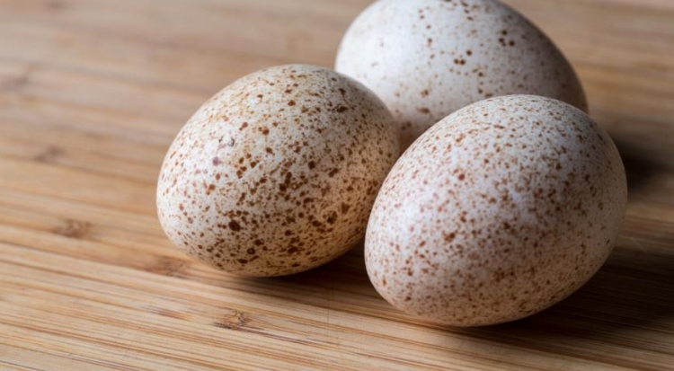 Купить инкубационное яйцо дикой индейки в Твери