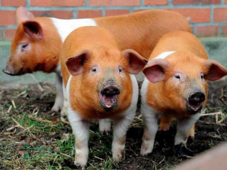 Популярные породы свиней мясного направления